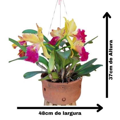 Imagem de Orquidea Cattleya Entouceirada Florida Mista Vaso de Barro