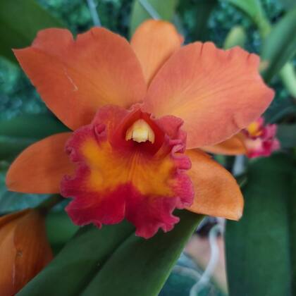 Imagem de Orquidea Cattleya Entouceirada Florida Mista Vaso de Barro