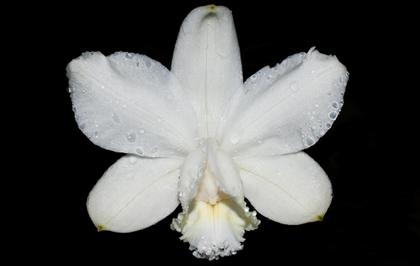 Imagem de Orquídea Cattleya loddigesii alba