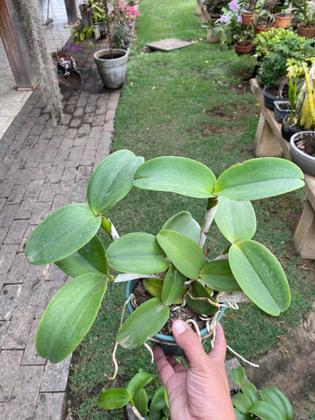 Imagem de Orquídea Cattleya Pão De Açucar Maravilhosa Orquídea Adulta