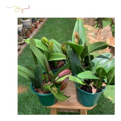 Imagem de Orquídea Com Flor Adulta Varias Cores A Sua Escolha Top Line