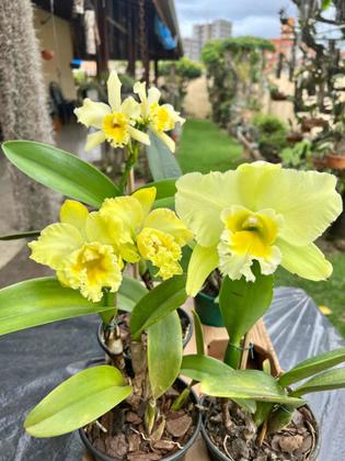 Imagem de Orquídea Com Flor Adulta Varias Cores A Sua Escolha Top Line