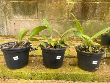 Imagem de Orquídea Cruzamento Bouton Dor Lewis X Pastoral Innocence (3537)