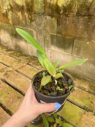 Imagem de Orquídea Cruzamento Bouton Dor Lewis X Pastoral Innocence (3537)