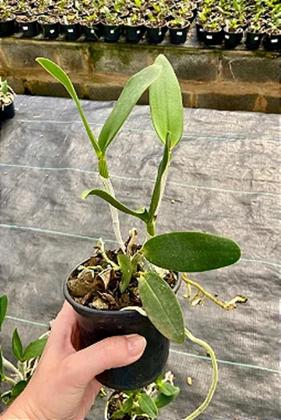 Imagem de Orquídea Cruzamento Leopoldi x Durigan Aquarius (3246)