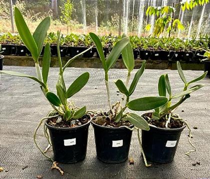 Imagem de Orquídea Cruzamento Leopoldi x Durigan Aquarius (3246)