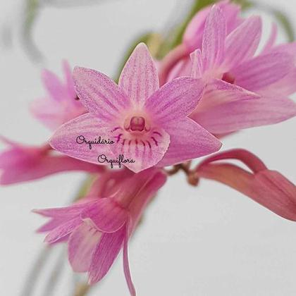 Imagem de Orquídea Dendrobium Ramosii Planta Adulta Natural Exótica