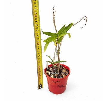 Imagem de Orquídea Dendrobium Ramosii Planta Adulta Natural Exótica