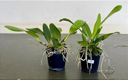 Imagem de Orquídea Empress Bells Stepheson x C Francis T C Au Floralia pré adulta (S048)