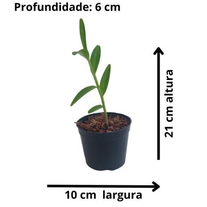 Imagem de Orquídea Epidendrum Planta Muda Flor Rara Cores Mista linda