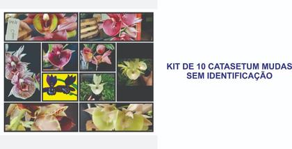 Imagem de Orquidea Kit 10 Catasetum - Sem Identificação - 