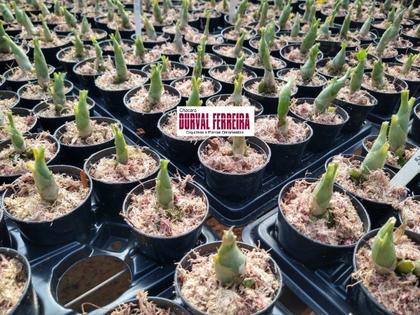 Imagem de Orquidea Kit 10 Catasetum - Sem Identificação - 