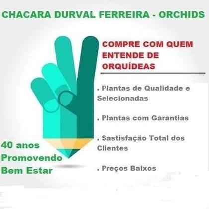 Imagem de Orquidea Kit 10 Catasetum - Sem Identificação - 