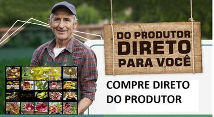 Imagem de Orquidea Leptotes Bicolor  1 Unidades