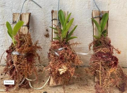 Imagem de Orquídea Lobata Geni Alba Muda em Toquinho (3261)