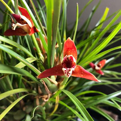 Imagem de Orquidea Maxillaria Tenuifolia (cheiro De Coco)+cachepot