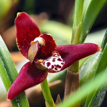 Imagem de Orquidea Maxillaria Tenuifolia (cheiro De Coco)+cachepot