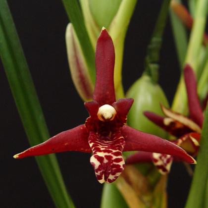 Imagem de Orquidea Maxillaria Tenuifolia (cheiro De Coco)+cachepot