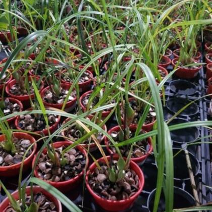 Imagem de Orquidea Maxillaria Tenuifolia (cheiro De Coco)+cachepot