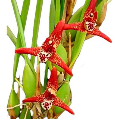 Imagem de Orquidea Maxillaria Tenuifolia (cheiro De Coco)+cachepot