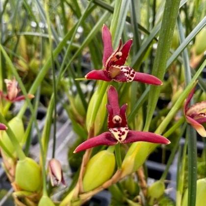 Imagem de Orquidea Maxillaria Tenuifolia (cheiro De Coco)+cachepot