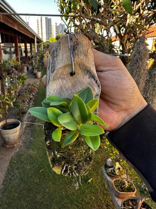 Imagem de Orquídea Micro Sophronitis Adulta No Toquinho Bem Formadas
