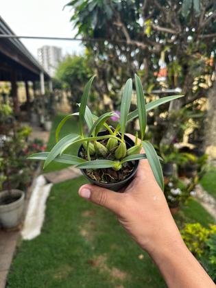 Imagem de Orquidea Negra Exótica Planta Adulta - Maxillaria Schunkeana