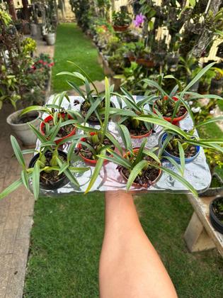 Imagem de Orquidea Negra Exótica Planta Adulta - Maxillaria Schunkeana