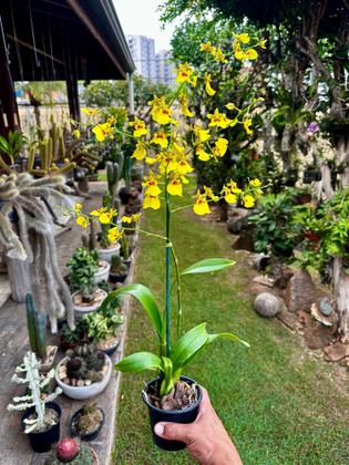 Imagem de Orquídea Oncidium Chuva De Ouro Oncidium Flexuosum ( Adulta )