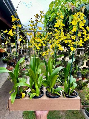 Imagem de Orquídea Oncidium Chuva De Ouro Oncidium Flexuosum ( Adulta )