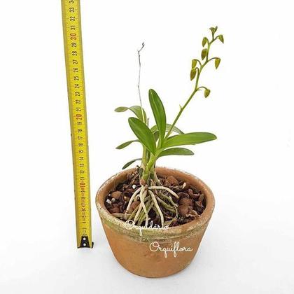 Imagem de Orquídea Polystachya Pubescens Planta Adulta
