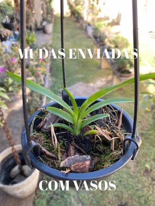 Imagem de Orquidea Rodriguezia Royal Haste Floral toquinho Cachepo