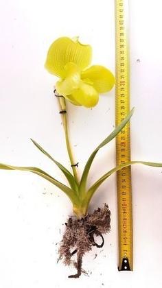 Imagem de Orquidea Sapatinho Gigante. Paphiopedilum Big Green!