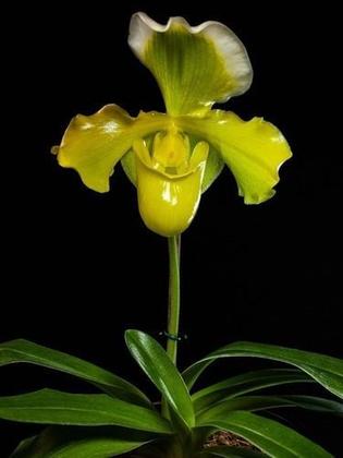 Imagem de Orquidea Sapatinho Gigante. Paphiopedilum Big Green!
