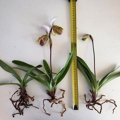 Imagem de Orquídea Sapatinho Paphiopedilum Insigne Planta Adulta