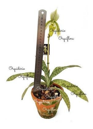 Imagem de Orquídea Sapatinho Paphiopedilum Maudiae Green Planta Adult
