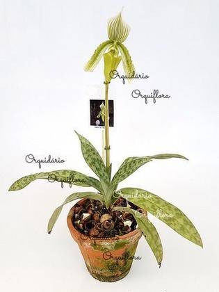 Imagem de Orquídea Sapatinho Paphiopedilum Maudiae Green Planta Adult