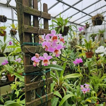 Imagem de Orquídea Vanda Teres - Papilionanthe Teres - Orquídea Trepadeira de Sol Pleno