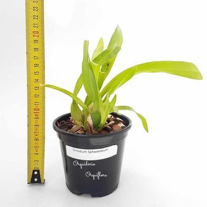 Imagem de Orquideas Dama Dançante Oncidium Sphacelatum Planta Adulta