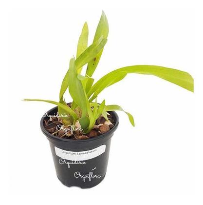 Imagem de Orquideas Dama Dançante Oncidium Sphacelatum Planta Adulta
