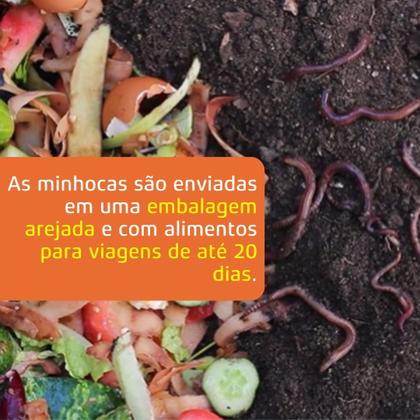 Imagem de Pacote com Matrizes de Minhocas Vermelhas Californianas