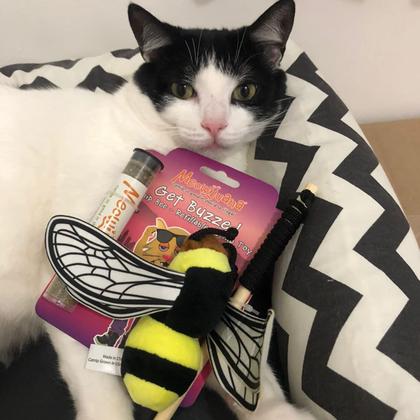 Imagem de Pacotes de garrafas Catnip Toy e Catnip Blend Meowijuana