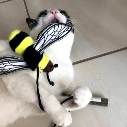 Imagem de Pacotes de garrafas Catnip Toy e Catnip Blend Meowijuana