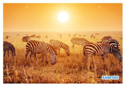 Imagem de Papel De Parede 3D Animais Zebras Safári Savana 3,5M Anm580