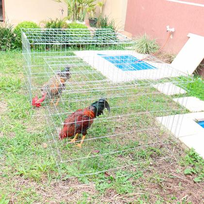 Imagem de Passeador cercado para galos e outros animais - Grande