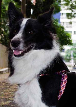 Imagem de Peitoral para cachorro WALKIEDOG - TAM P - Várias Estampas