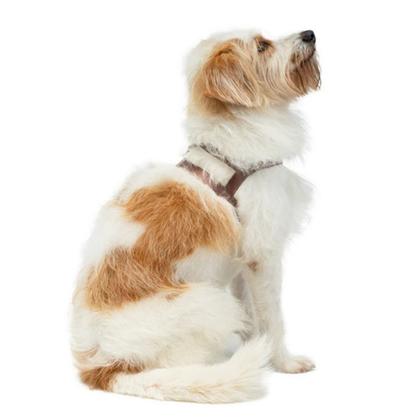 Imagem de Peitoral Tradicional Toh Com Guia Basic - Caqui/Caqui