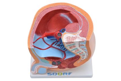 Imagem de Pelve Masculina em Secção 1 Parte, Anatomia