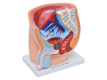 Imagem de Pelve Masculina em Secção 1 Parte, Anatomia