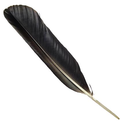 Pena de Passaro Akalamagbo Africano Para Ritual Candomble Espiritual 1un - Rei Dos Orixás Imagem de Pena de Passaro Akalamagbo Africano Para Ritual Candomble Espiritual 1un